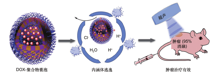 圖5 可有效進(jìn)行腫瘤治療的新型超聲響應(yīng)性多聚體囊泡示意圖
