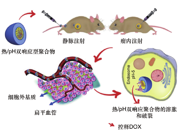 圖6 由PNIPAM-DOX負(fù)載的熱/pH反應(yīng)性聚合體控制DOX釋放示意圖