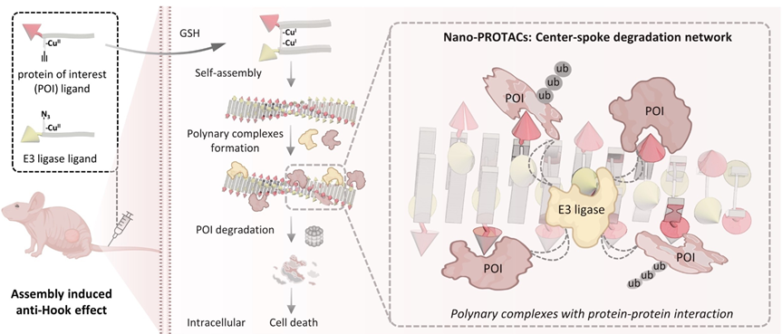 圖2. 原位自組裝Nano-protacs的示意圖