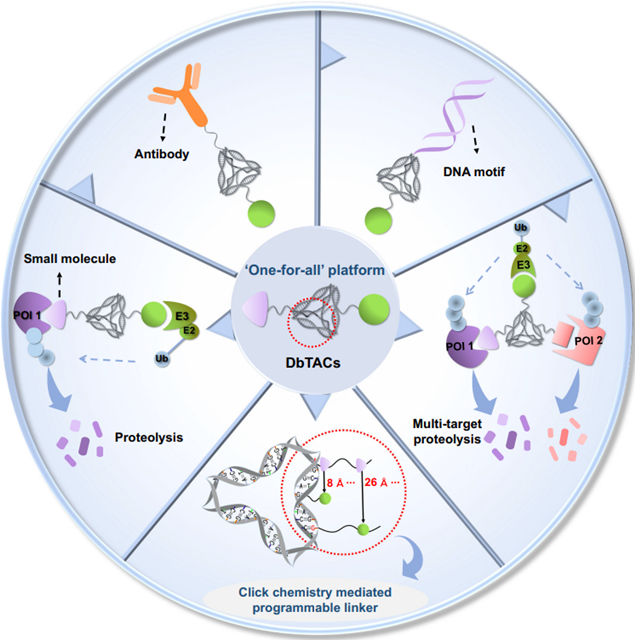 圖4. 選擇性靶向蛋白降解的DbTACs平臺(tái)設(shè)計(jì)示意圖
