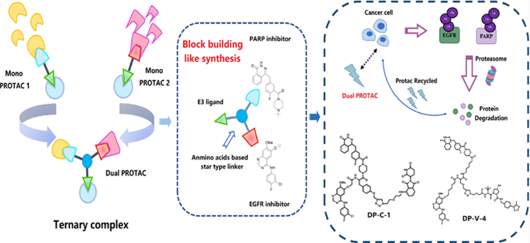 圖5. Dual-PROTAC策略示意圖