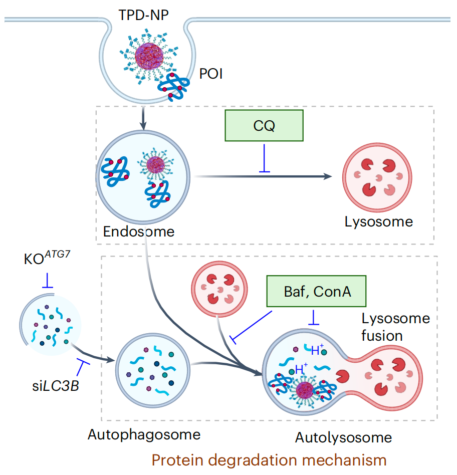 TPD-NP通過(guò)自噬溶酶體（Autolysosome）途徑降解目標(biāo)蛋白