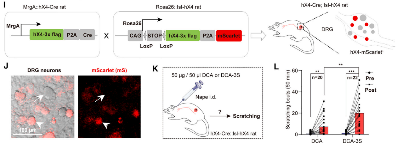 DCA-3S通過(guò)激活hX4促進(jìn)膽汁淤積癥患者的慢性瘙癢