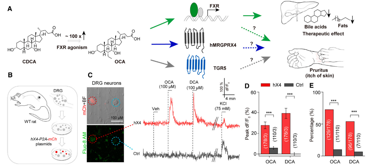 OCA通過(guò)激活hX4直接引起瘙癢