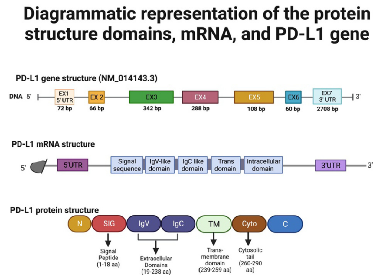 圖6. PD-L1蛋白結(jié)構(gòu)域、mRNA和基因的圖解表示。