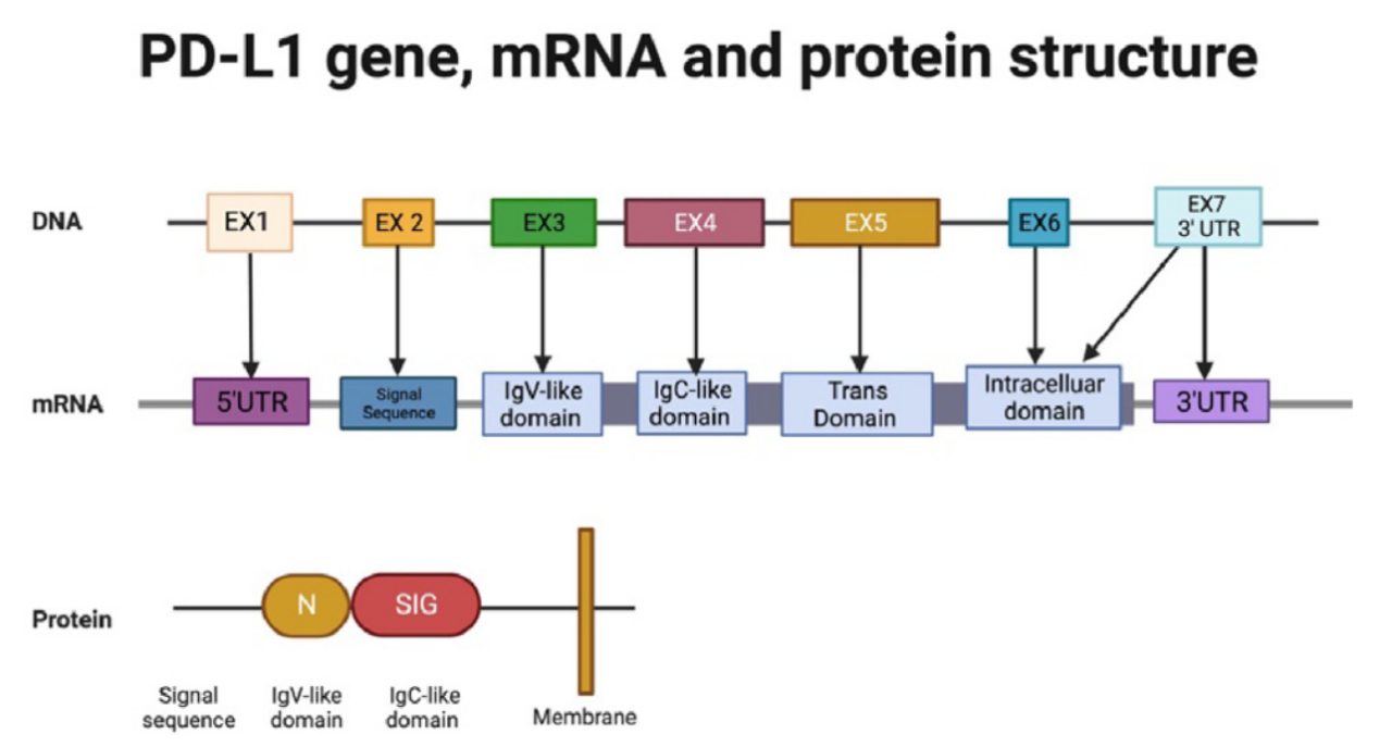 圖7. PD-L1蛋白結(jié)構(gòu)、mRNA和基因。