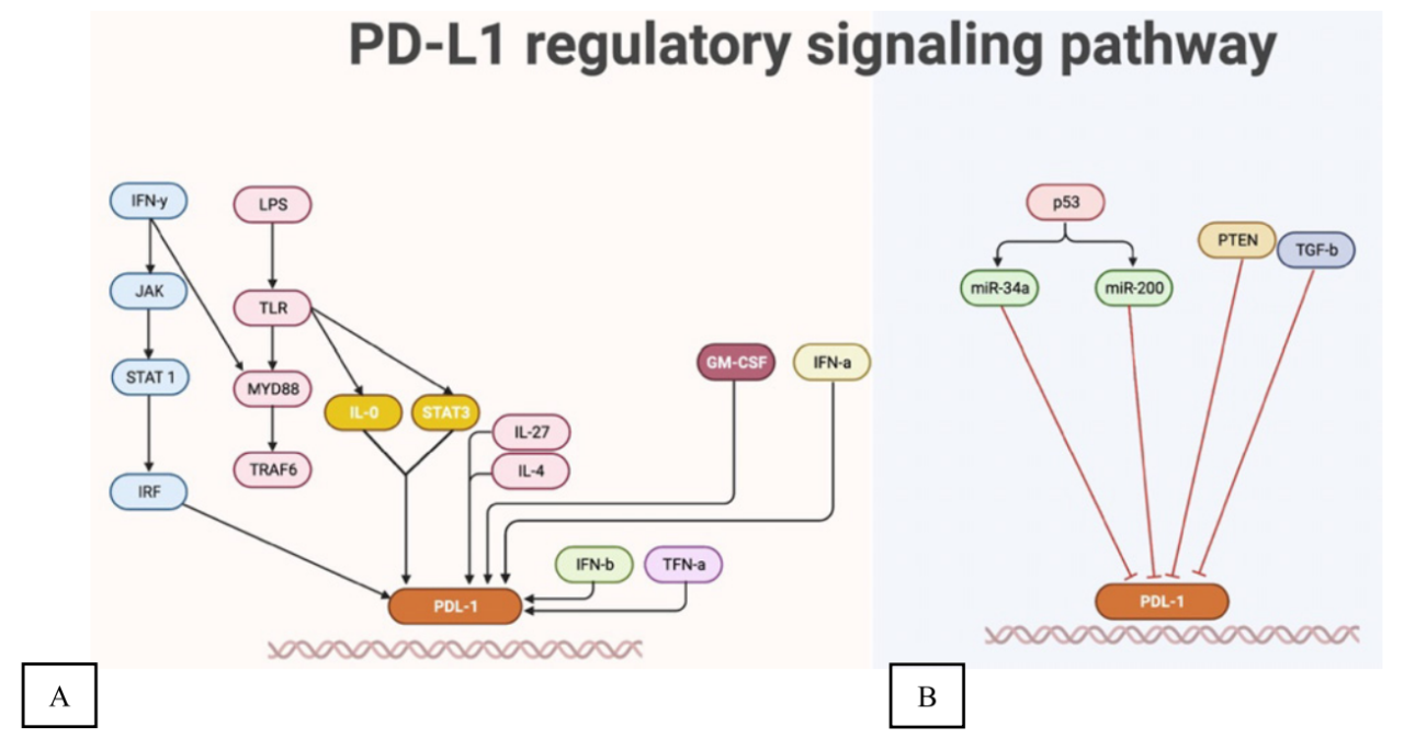 圖8. PD-L1調(diào)節(jié)信號(hào)通路。