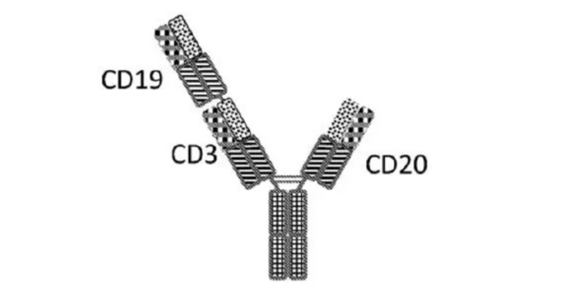 （圖：諾華類似的CD3/CD19/CD20三抗）