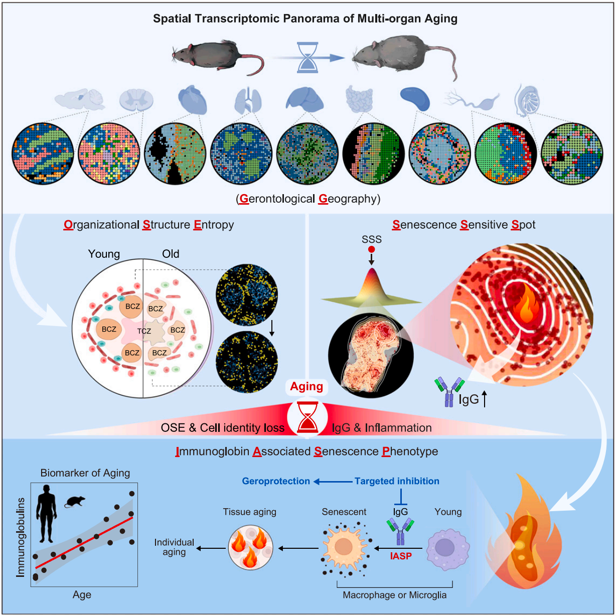 空間轉(zhuǎn)錄組圖譜揭示免疫球蛋白相關(guān)衰老表型
