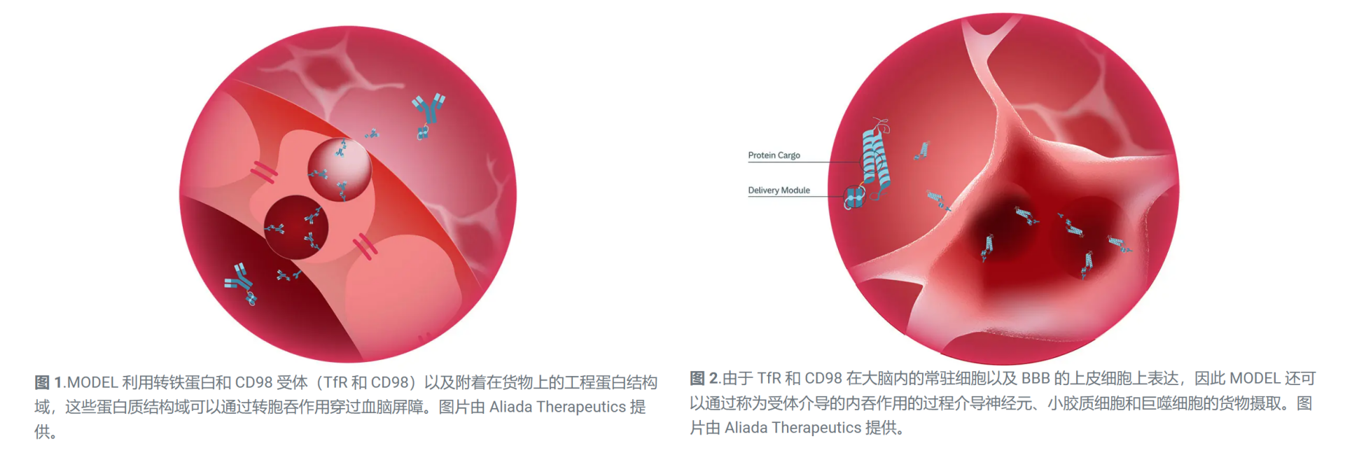 MODEL利用轉(zhuǎn)鐵蛋白和 CD98 受體(TfR和 CD98)以及附著在貨物上的工程蛋白結(jié)構(gòu)