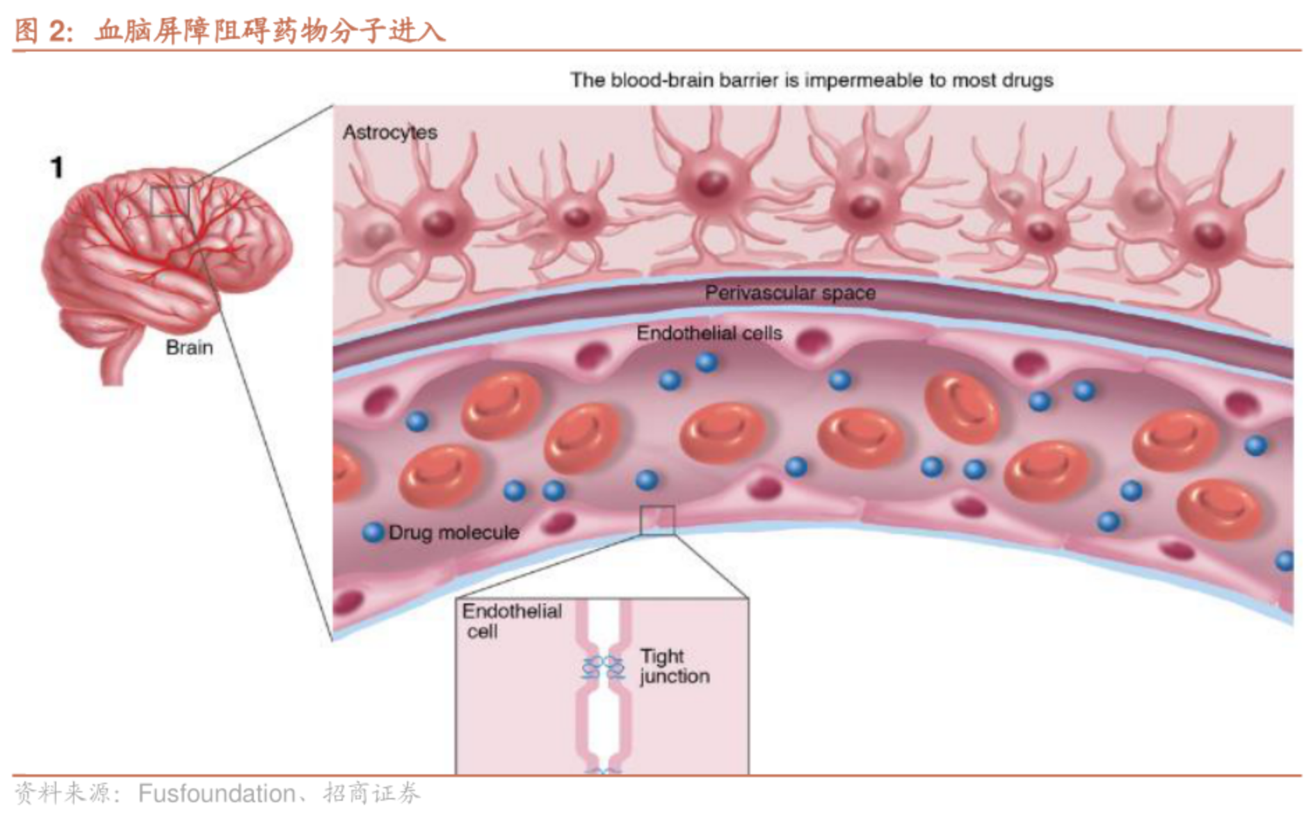 血腦屏障阻礙藥物分子進入