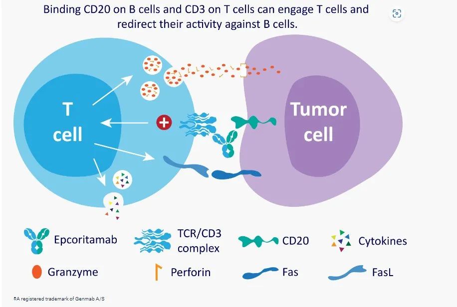 Epcoritamab同時結(jié)合B細(xì)胞上的CD20以及T細(xì)胞上的CD3