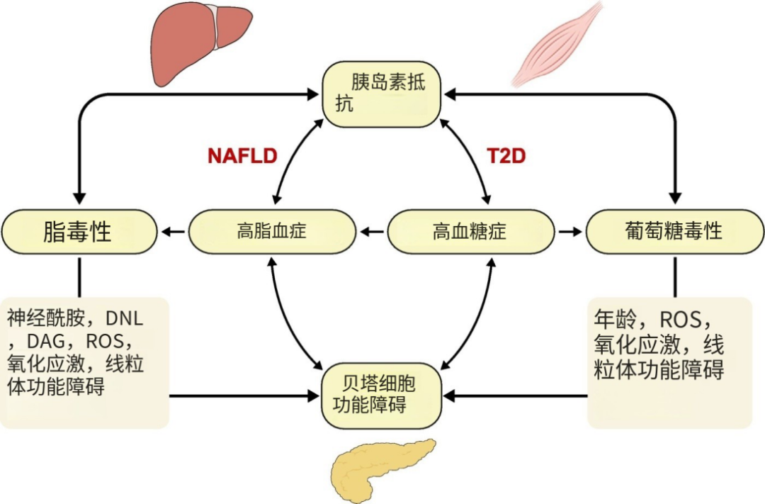 （圖片來(lái)源：From NASH to diabetes and from diabetes to NASH: Mechanisms and treatment options）