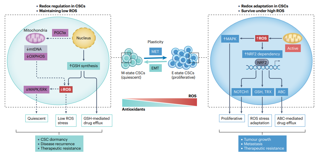圖4. 腫瘤干細(xì)胞中的ROS應(yīng)激適應(yīng)及其在轉(zhuǎn)移和治療抵抗中的作用