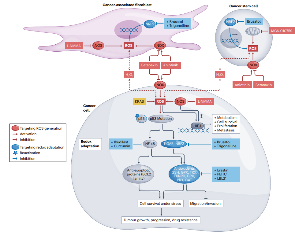 圖5. 腫瘤中靶向ROS的策略