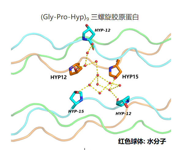 (Gly-Pro-Hyp)9三螺旋膠原蛋白結(jié)構(gòu)示意圖
