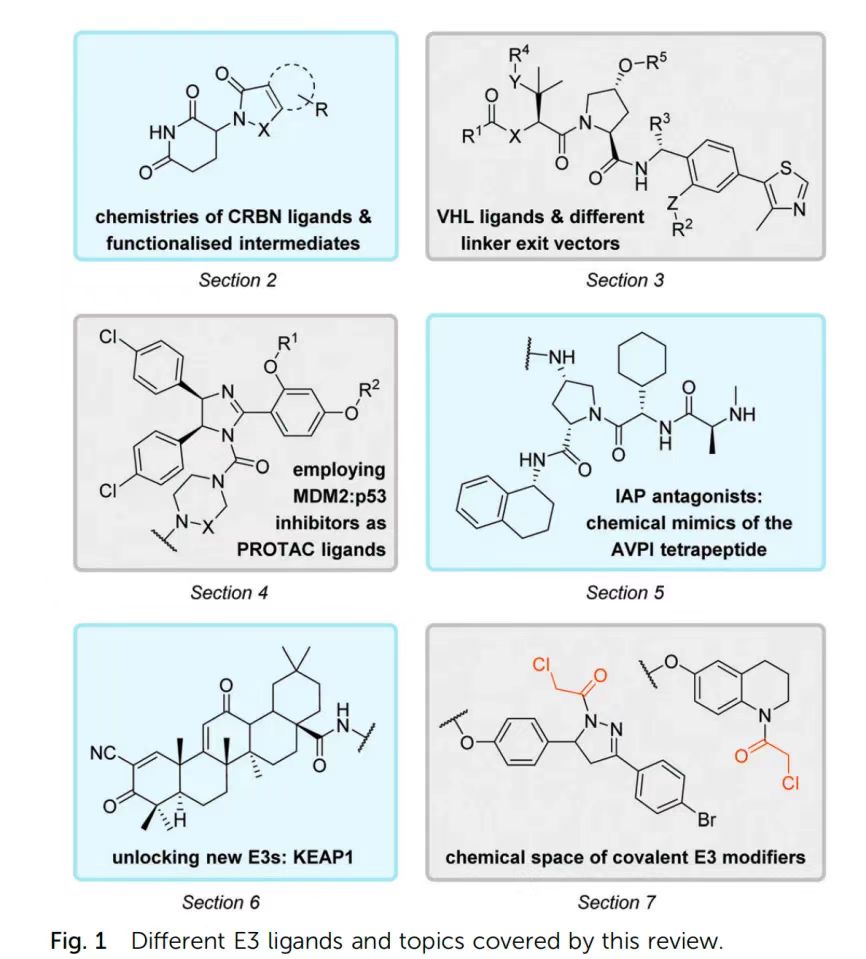圖1.本綜述涵蓋的不同E3配體和主題