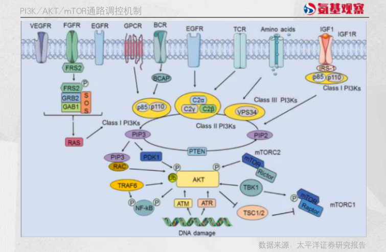 PI3K/AKT/mTOR通路調(diào)控機制