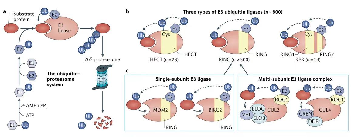 泛素蛋白酶體系統(tǒng)和E3泛素連接酶分類(lèi)