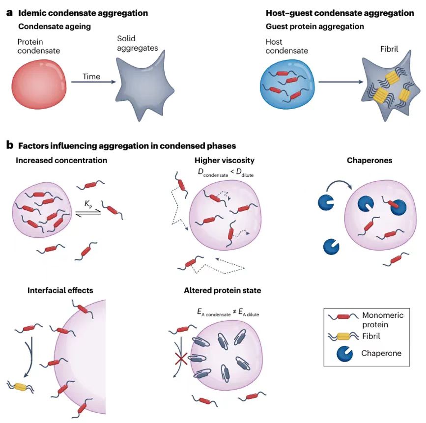 蛋白質(zhì)聚集與生物分子凝聚物的聯(lián)系