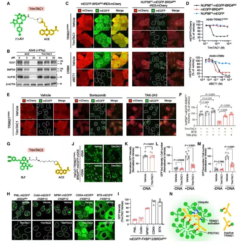 TrimTAC選擇性降解生物分子聚集物中的多聚蛋白