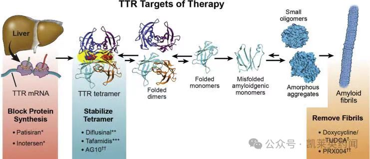 TTR Targets of Therapy