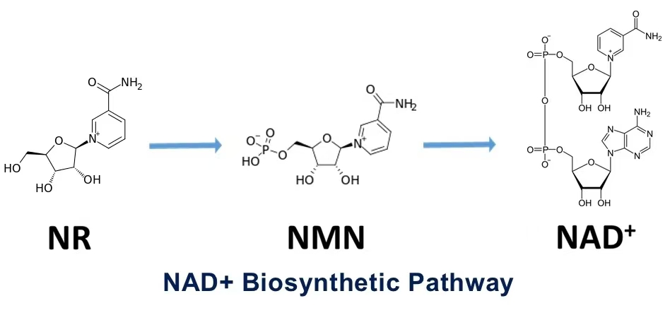 NAD+的生物合成：NR（煙酰胺核苷），NMN（煙酰胺單核苷酸），NAD+（煙酰胺腺嘌呤二核苷酸）