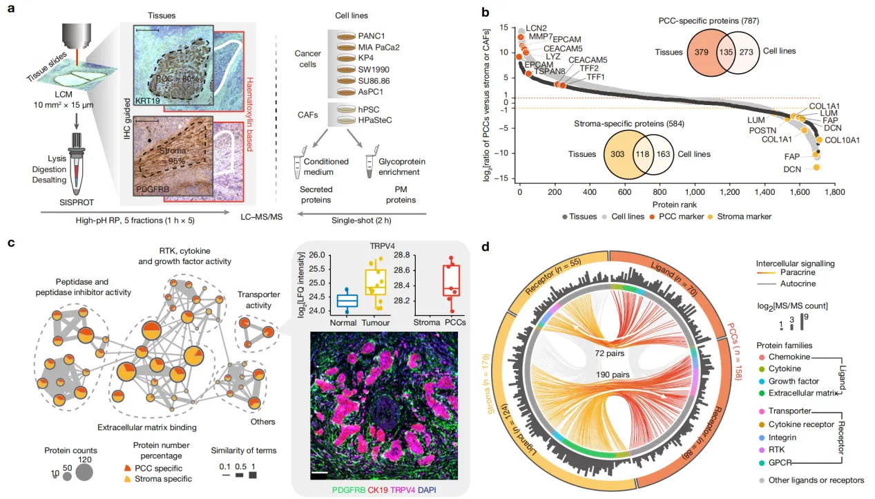 空間分辨和細胞類型特異性蛋白質(zhì)組分析揭示了PDAC中的細胞間信號傳導