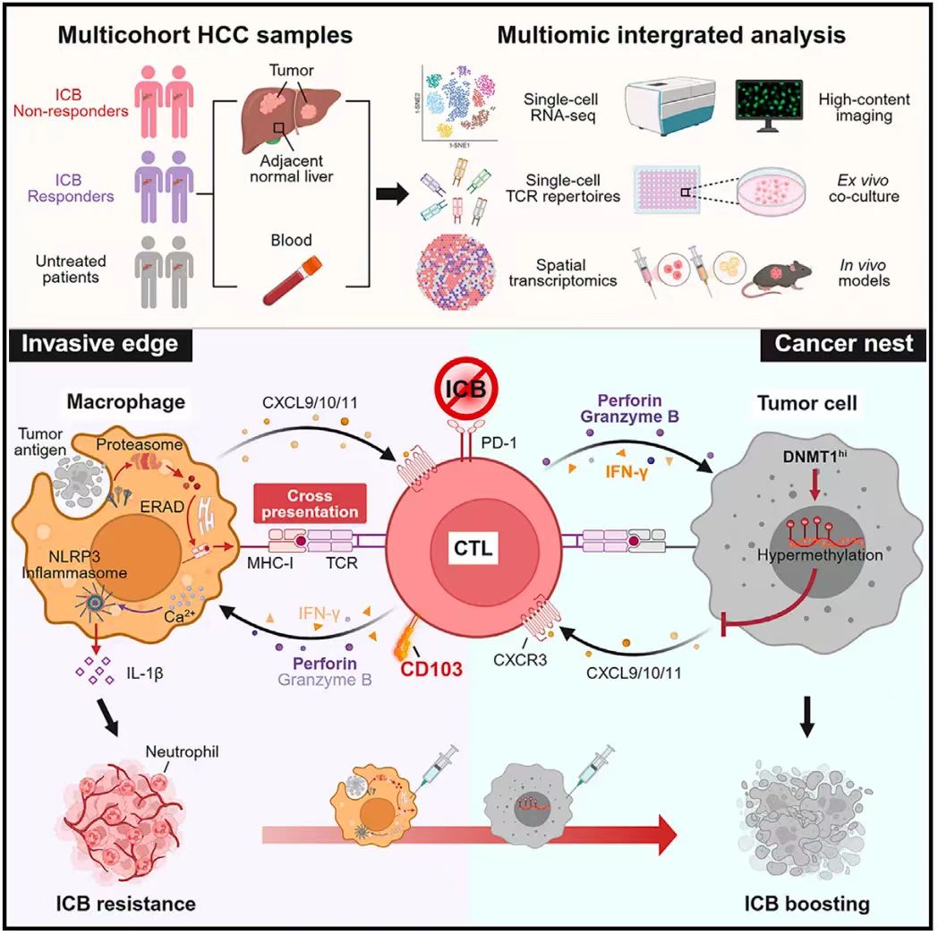 交叉呈遞后，癌周CD103+CTL誘導(dǎo)巨噬細(xì)胞中NLRP3的活化和隨后的炎癥反應(yīng)，從而為肝癌進(jìn)展和減弱免疫治療效力創(chuàng)造有利條件