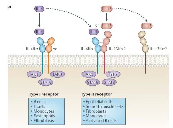 IL-4 Rα的生物學(xué)功能