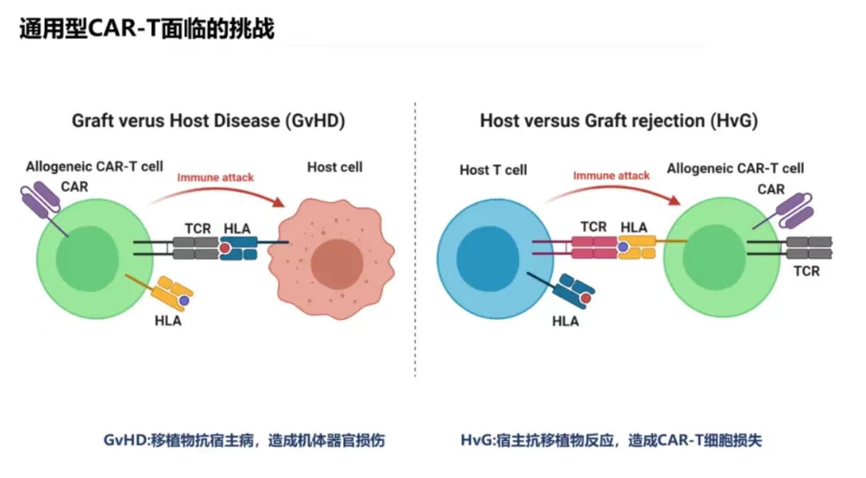 通用型CAR-T面臨的挑戰(zhàn)