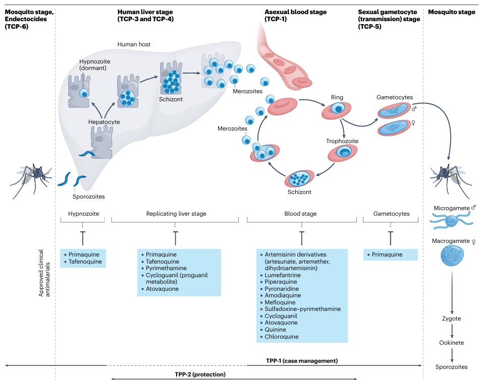 圖1.在瘧原蟲生命周期下的瘧疾治療