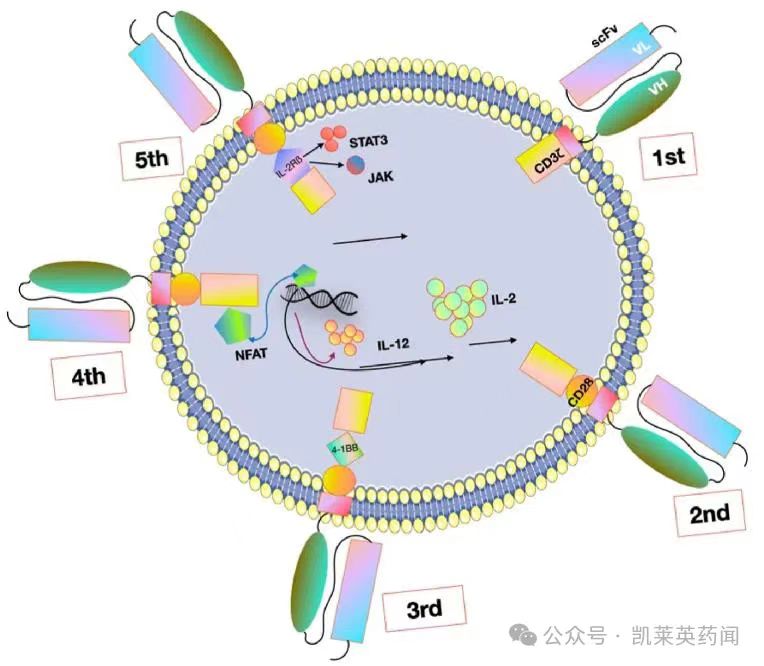 CAR-T 細(xì)胞