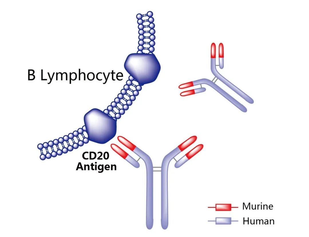圖1. 利妥昔單抗作用機(jī)制示意圖