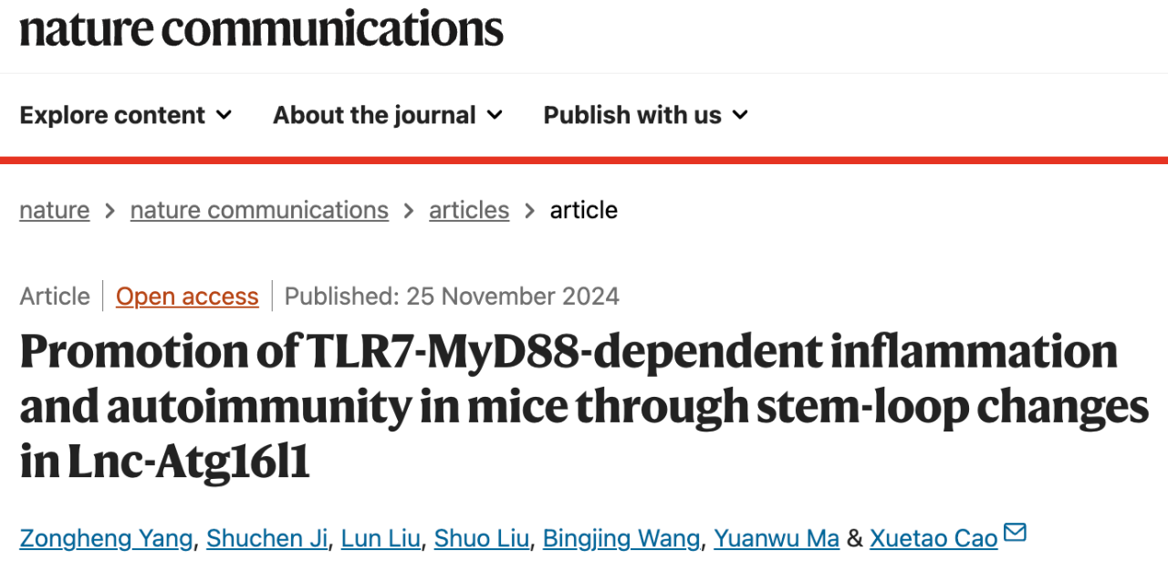 Promotion of TLR7-MyD88-dependent inflammation and autoimmunity in mice through stem-loop changes in Lnc-Atg16l1