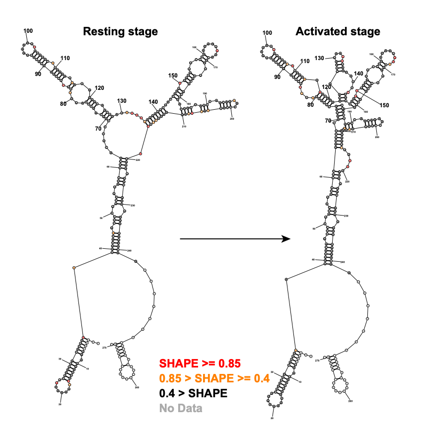 Lnc-Atg16l1的莖-環(huán)結(jié)構(gòu)改變促進TLR7信號傳導(dǎo)