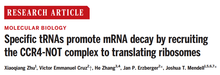 Specific tRNAs promote mRNA decay by recruiting the CCR4-NOT complex to translating ribosomes