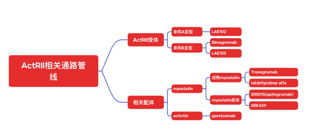 ActRII通路