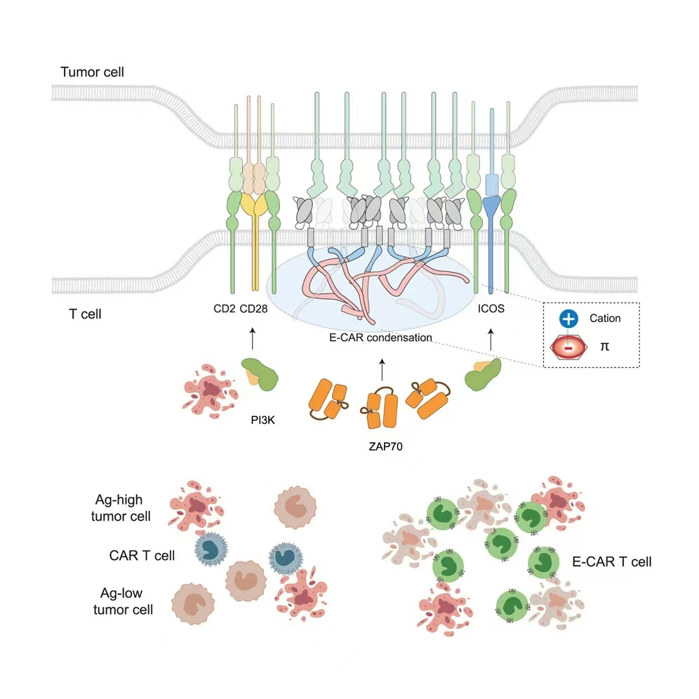 可相分離的E-CAR促進(jìn)T細(xì)胞免疫突觸成熟，從而提高抗原敏感性和細(xì)胞長效性