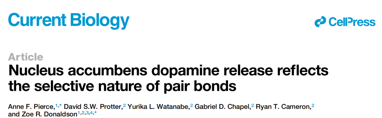 Nucleus accumbens dopamine release reflects the selective nature of pair bonds