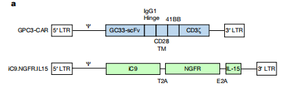 兩次利用逆轉(zhuǎn)錄病毒將GPC3和iC9.IL-15轉(zhuǎn)導(dǎo)入T細(xì)胞中