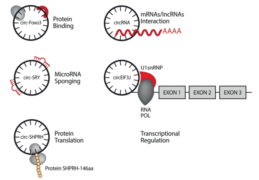 圖1. 環(huán)狀RNA功能