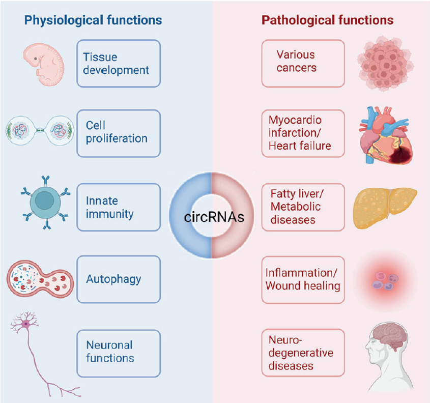 圖2. 環(huán)狀RNA的生理和病理功能