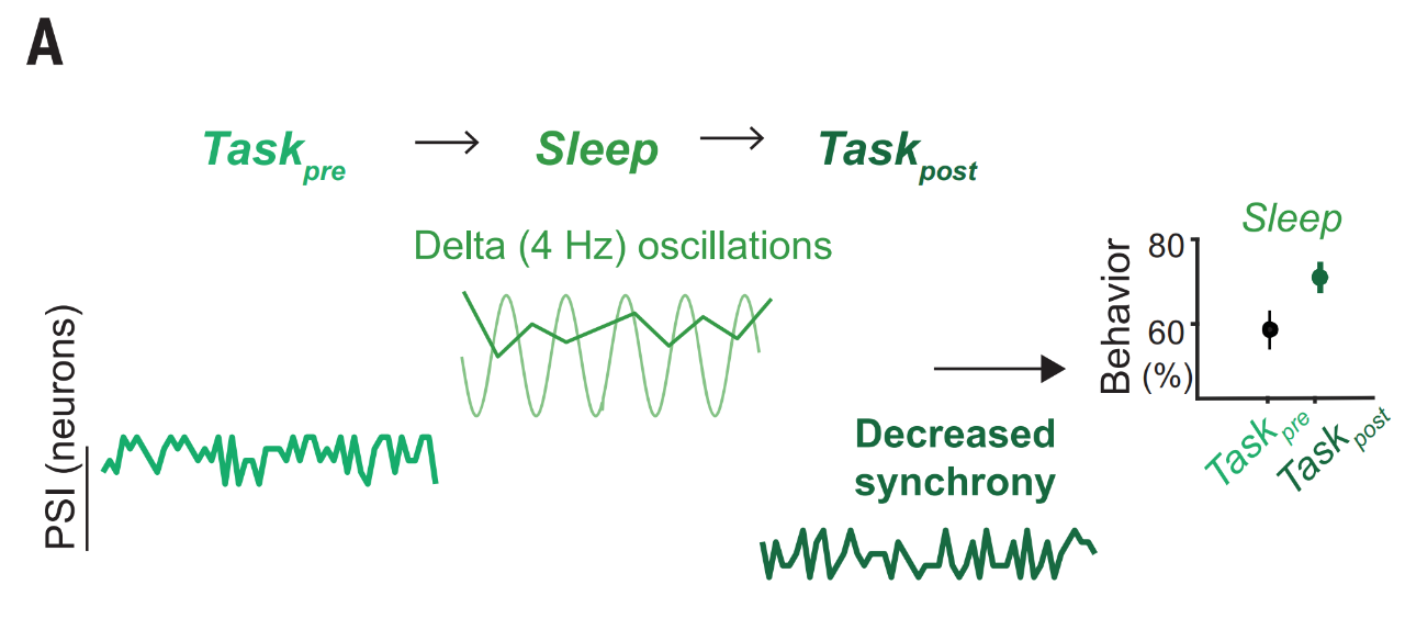 4Hz的低頻電刺激可以模擬睡眠對大腦的有益影響