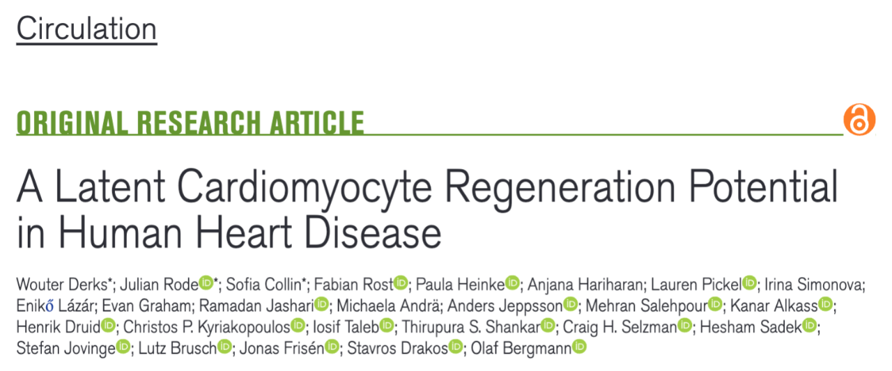 A Latent Cardiomyocyte Regeneration Potential in Human Heart Disease