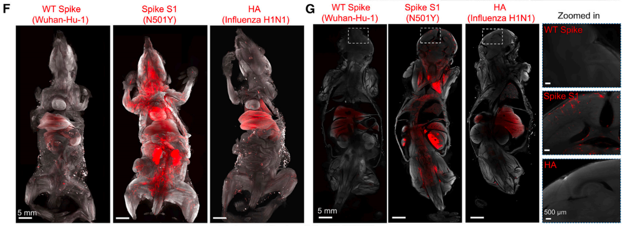 小鼠全身刺突蛋白分布顯著增加