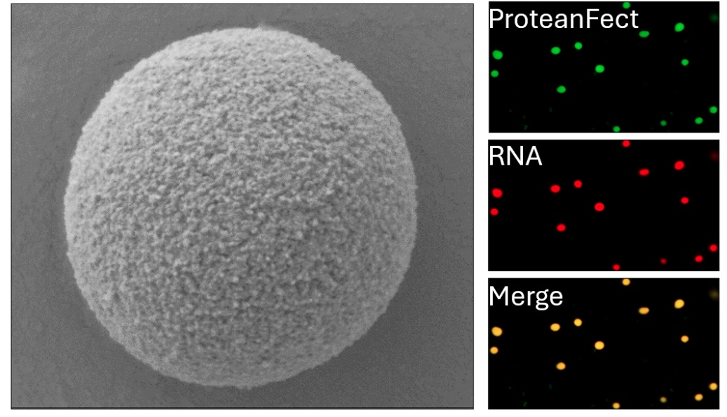 圖2：ProteanFect蛋白分子與mRNA可在體外自組裝形成蛋白納米顆粒。