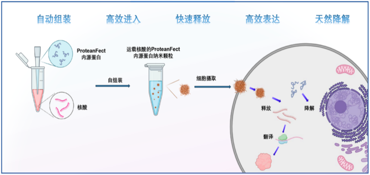 圖3：ProteanFect核酸遞送原理示意圖