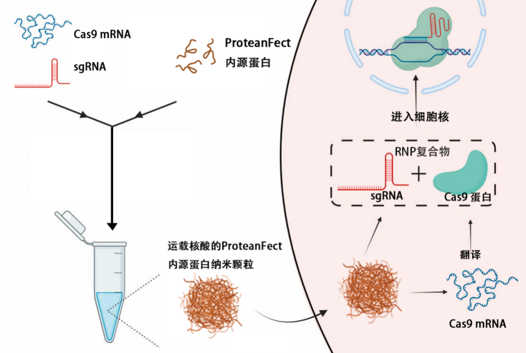 圖4：ProteanFect基因編輯方式原理示意圖