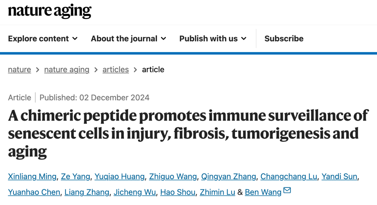 A chimeric peptide promotes immune surveillance of senescent cells in injury, fibrosis, tumorigenesis and aging